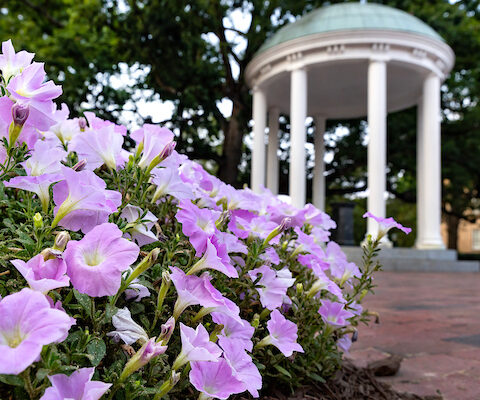 Purple flowers surround the Old Well on the UNC-Chapel Hill campus.